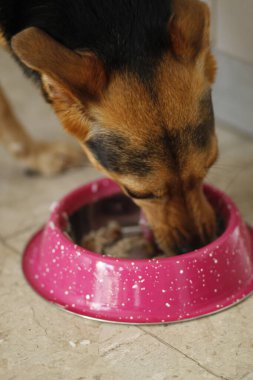Tatlı köpek kaseden yemek yiyor.