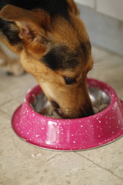 Köpek kasede yemek yiyor.