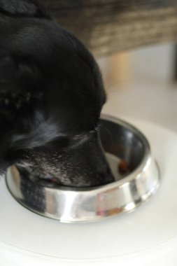 Beyaz yakalı siyah kedi.