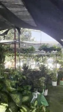 Çocuk odasında bir sürü yeşil güzel bitki var.