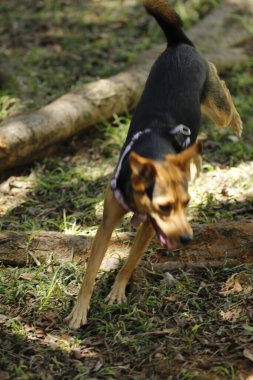 Ormandaki sevimli köpek.