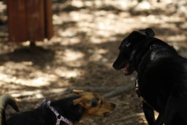 Ormandaki köpekler.