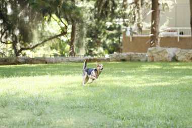 Genç adam parkta sevimli bir köpekle oynuyor. yüksek kaliteli fotoğraf