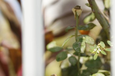 Güzel botanik fotoğrafı, doğal duvar kağıdı.
