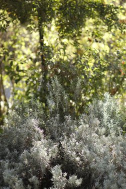 Ormanın güzel manzarası