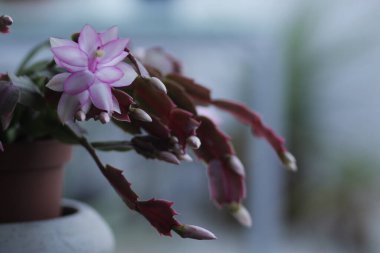 Güzel botanik fotoğrafı, doğal duvar kağıdı.