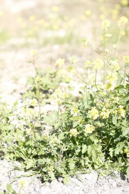 Bahçedeki güzel çiçekler