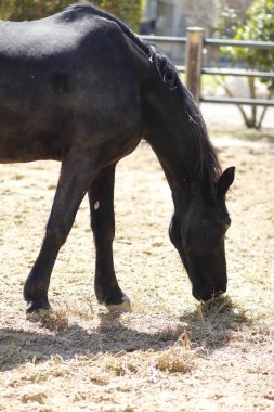 Çiftlikte saman yiyen siyah bir atın yakın çekimi.