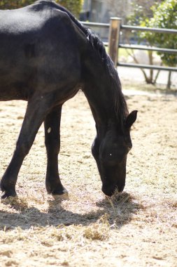 Siyah at çiftlikte ot yiyor.