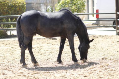 beautiful horse in the farm