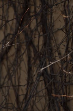 Güzel botanik fotoğrafı, doğal duvar kağıdı.