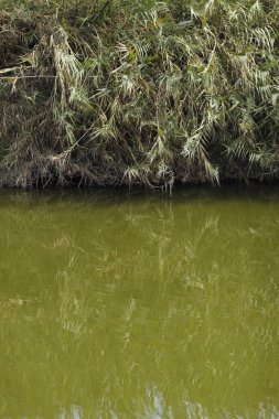 Ormandaki nehrin güzel manzarası