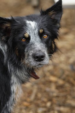 Siyah benekli köpek.