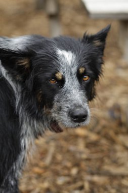 Bahçedeki siyah beyaz bir köpeğin portresi.