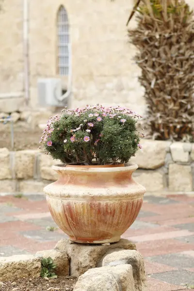 Saksılarda ve çömleklerde güzel çiçekler.