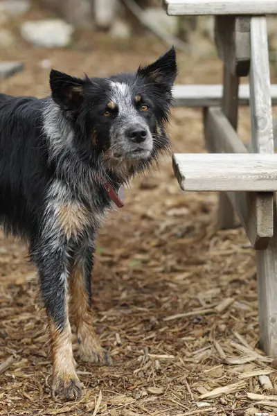 Parkta küçük bir köpek