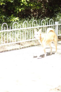 Köpek parkta koşuyor.