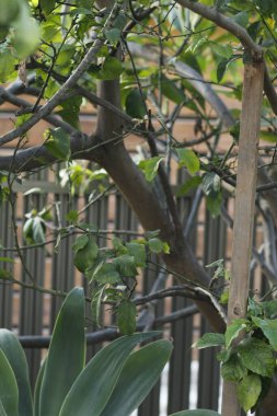 Güzel botanik fotoğrafı, doğal duvar kağıdı.