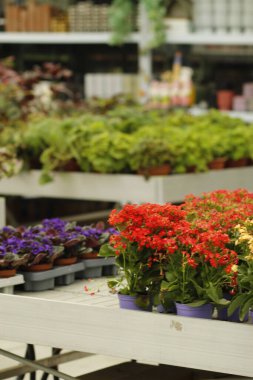 Bahçedeki güzel çiçekler