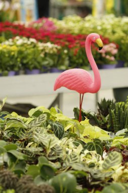 Doğada güzel flamingo çiçekleri