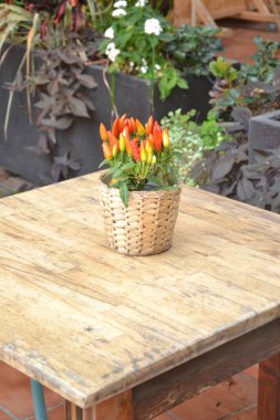 Bahçedeki güzel çiçekler