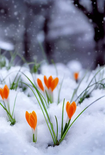 Cute colorful Crocuses in snow 3d illustrated