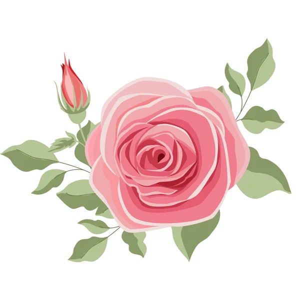 Beautiful Pink Rose Stems on a transparent background. Vector