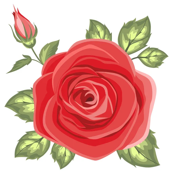 Красивая Красная Роза Зелеными Листьями Белом Фоне Векторная Иллюстрация — стоковый вектор
