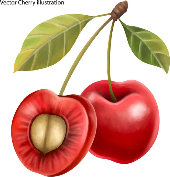 Cerises Rouges Sur Une Branche — Image vectorielle
