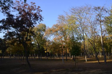 Sunlight, Autumn Colors and Trees. Istanbul Turkey.