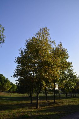 Blue Sky, Rows of Small Trees and Autumn. Istanbul Turkey.