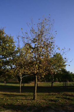Blue Sky, Small Young Trees and Autumn. Istanbul Turkey.