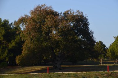 Büyük ve eski anıtsal Sakız Ağacı, İstanbul, Türkiye.