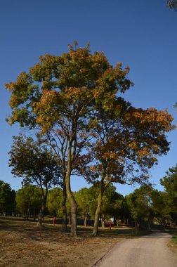 Ağaçlar, mavi gökyüzü ve sonbahar renklerinde yollar. İstanbul Türkiye.