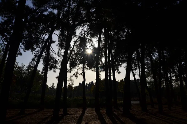 Shadows, Darkness and Trees. Istanbul Turkey.