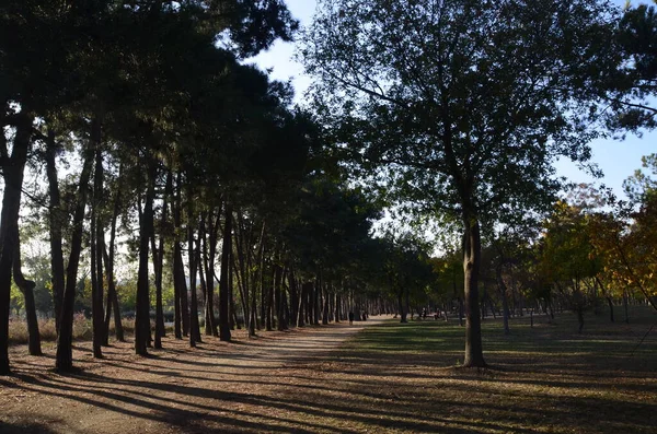 Gölgeli Yeşillerdeki Park Yolu, İstanbul, Türkiye.