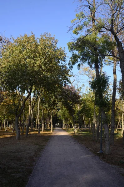 Sonbahar, orman yolu, yeşil ağaçlar, çimenler ve mavi gökyüzü. İstanbul Türkiye.
