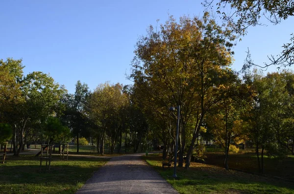 Güz mevsimi, Yeşil Ağaçlar ve Orman Yolu. İstanbul Türkiye.