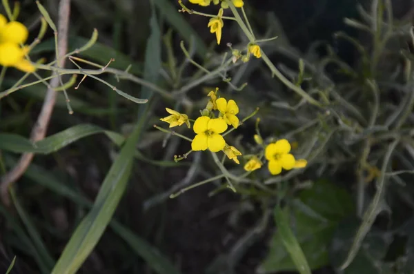 Sarı Kır Çiçeği Yeşil Çimen Yakın Çekim — Stok fotoğraf