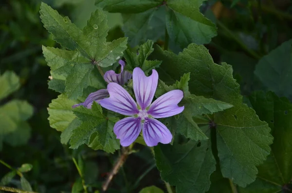 紫色の秋の花 野の花 — ストック写真