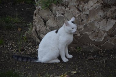 Beyaz Sokak Kedisi, Oturan ve Çevreyi İzleyen, Kediler, İstanbul, Türkiye.