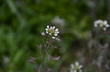 Çemen Çiçeği ve Yeşil Arkaplan.