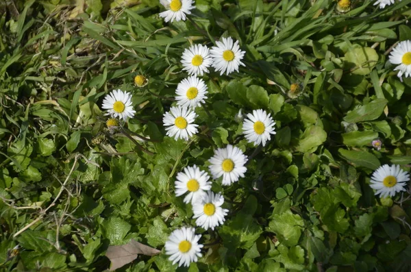 Papatyalar Yeşil Çimlerde Papatya Ailesinden Koyun Gözlü Çiçek — Stok fotoğraf