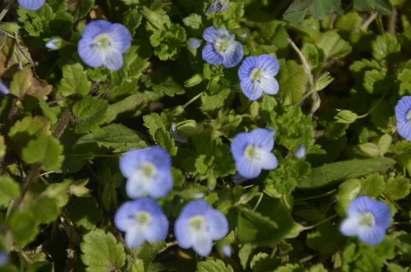 Fleurs Sauvages Bleues Fleurs Sauvages Famille Des Rowanaceae — Photo