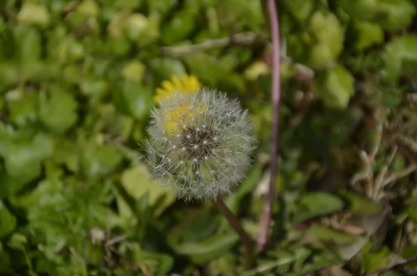 Karahindiba Tohumu Daisy Aile Bitkisi Bahar Mevsiminde Stanbul Trkiye — Stok fotoğraf