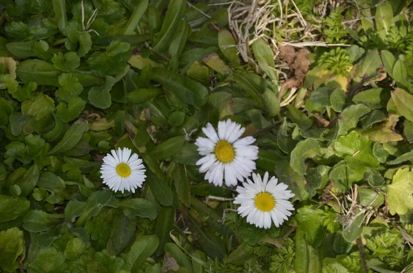 Daisies on Green Grass, From Daisy Family, Sheep Eye Flower.