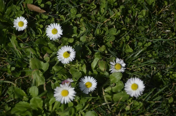 Papatyalar Yeşil Çimlerde Papatya Ailesinden Koyun Gözlü Çiçek — Stok fotoğraf