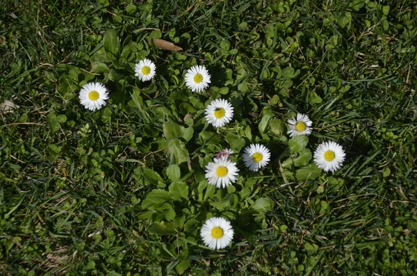 Prästkragar Grönt Gräs Från Daisy Familj Får Eye Flower — Stockfoto