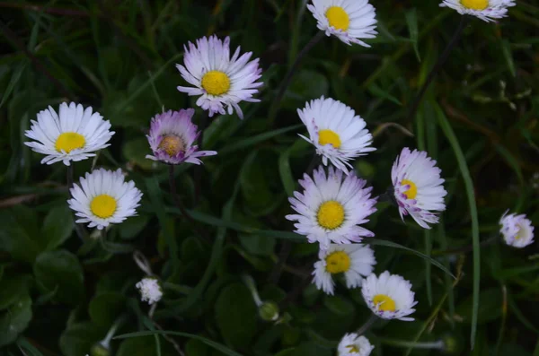 Äng Daisy Får Öga Blomma Från Daisy Familj — Stockfoto