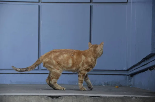 Κίτρινο Πορτοκαλί Γάτα Κοιτάζει Τις Σκάλες Περπατάει Σκεπτόμενος Κωνσταντινούπολη Trkiye — Φωτογραφία Αρχείου